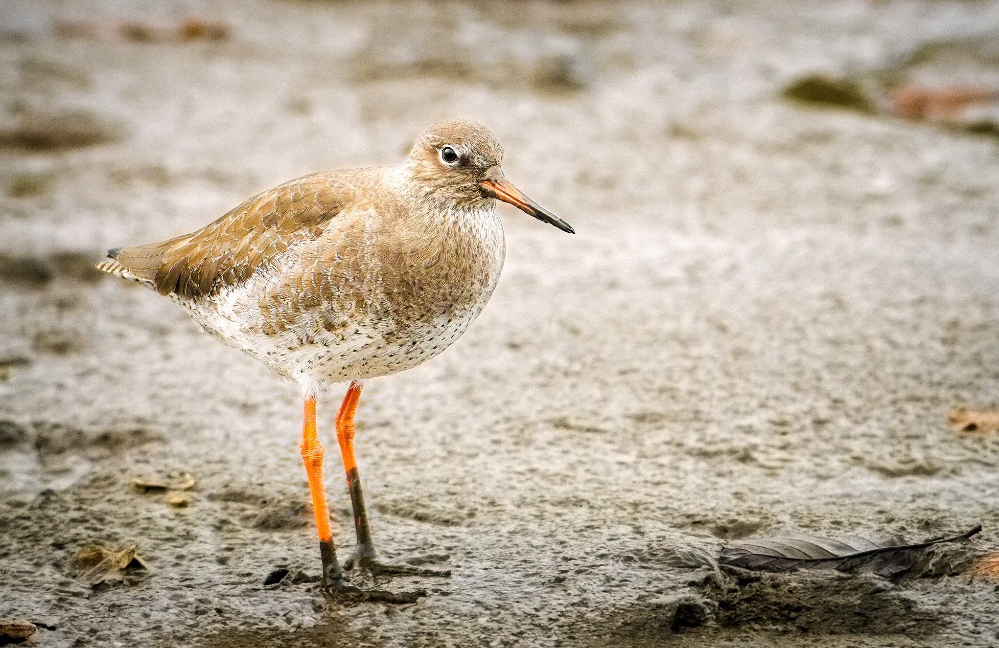 Redshank Bird